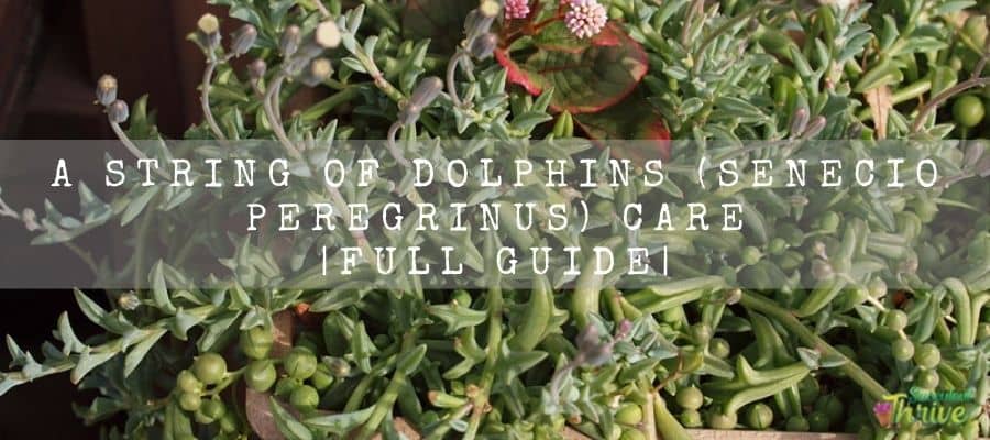 A String Of Dolphins (Senecio Peregrinus) Care