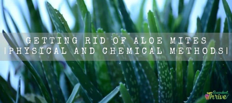 Aloe mites