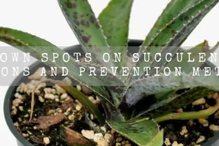 Brown spots on succulents | Reasons and prevention methods |