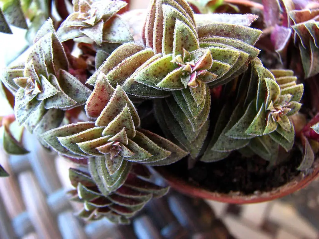 Crassula Picturata care