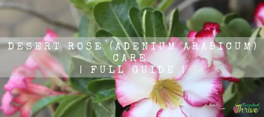 Desert Rose (Adenium Arabicum) Care