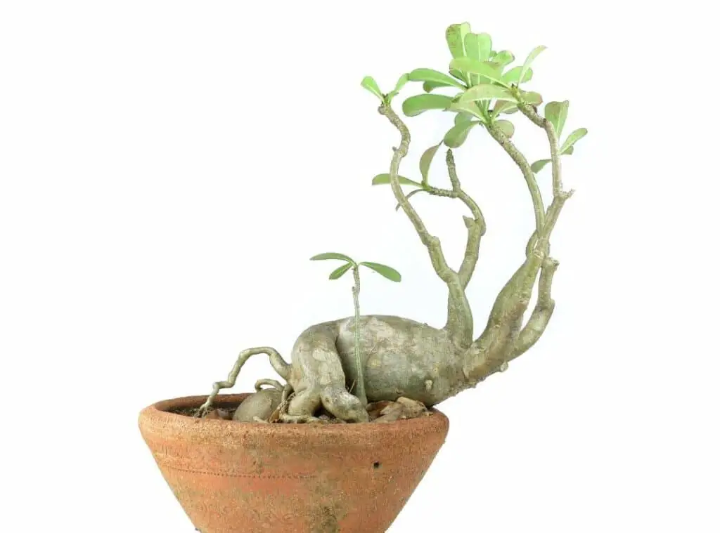Caudiciform Succulents