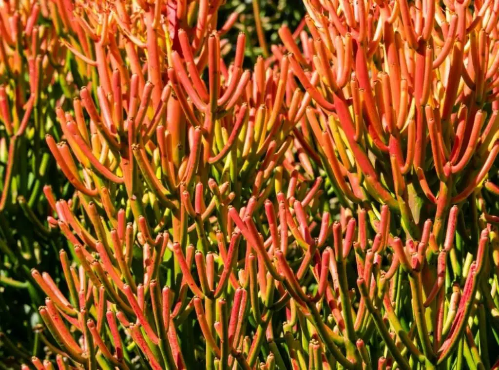 Fire Sticks Plant (Euphorbia Tirucalli ) Care | Full Guide | Succulent ...