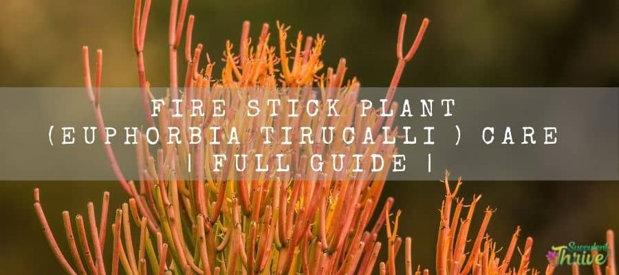 Fire stick plant