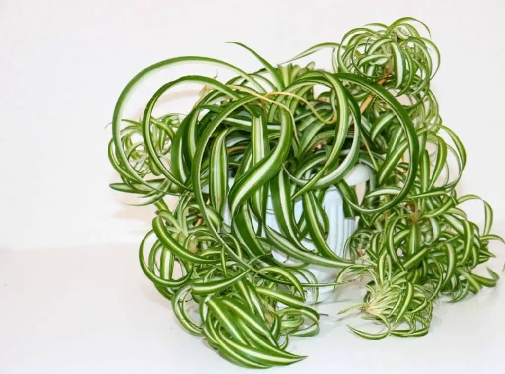 Hawaiian Spider Plant (Chlorophytum Viridescens) Succulent