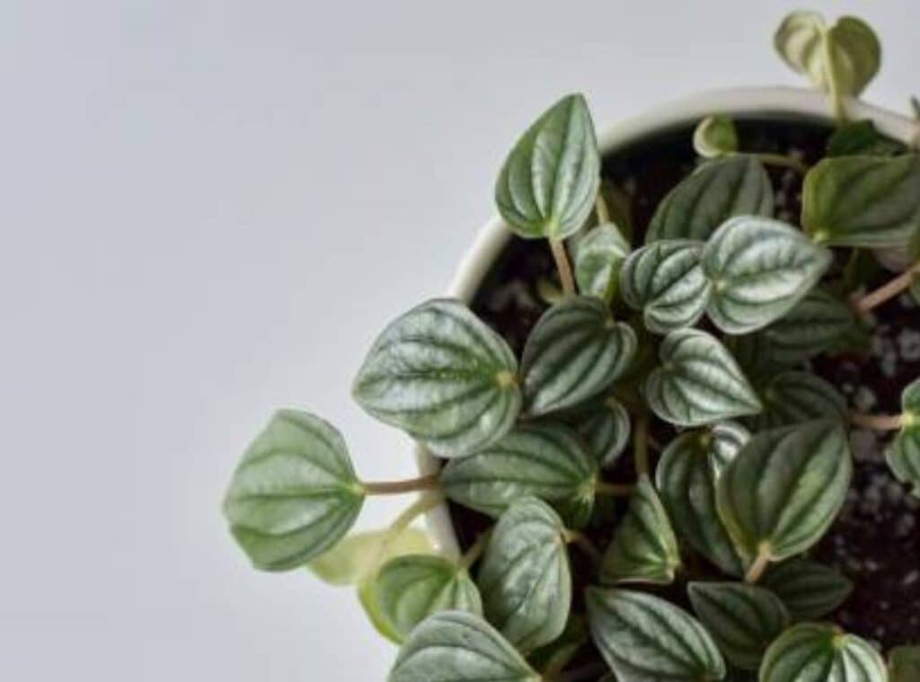 How Do You Treat Peperomia Frost