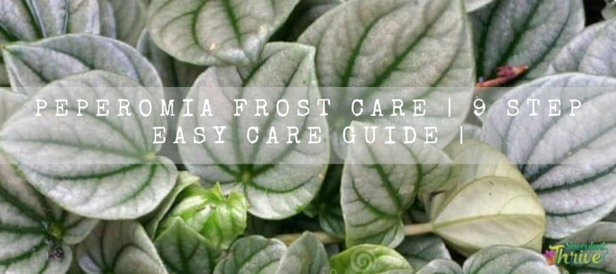 How Do You Treat Peperomia Frost