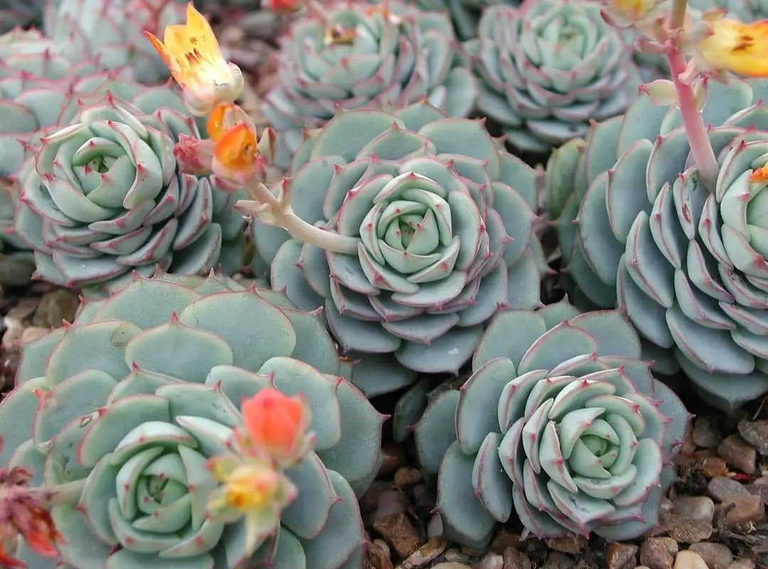 How To Grow Echeveria From Seed