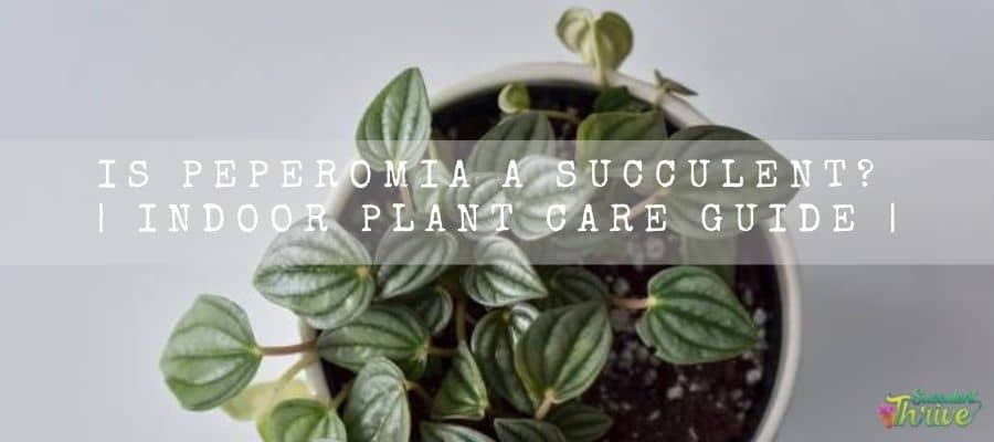Is Peperomia A Succulent Indoor Plant Care Guide