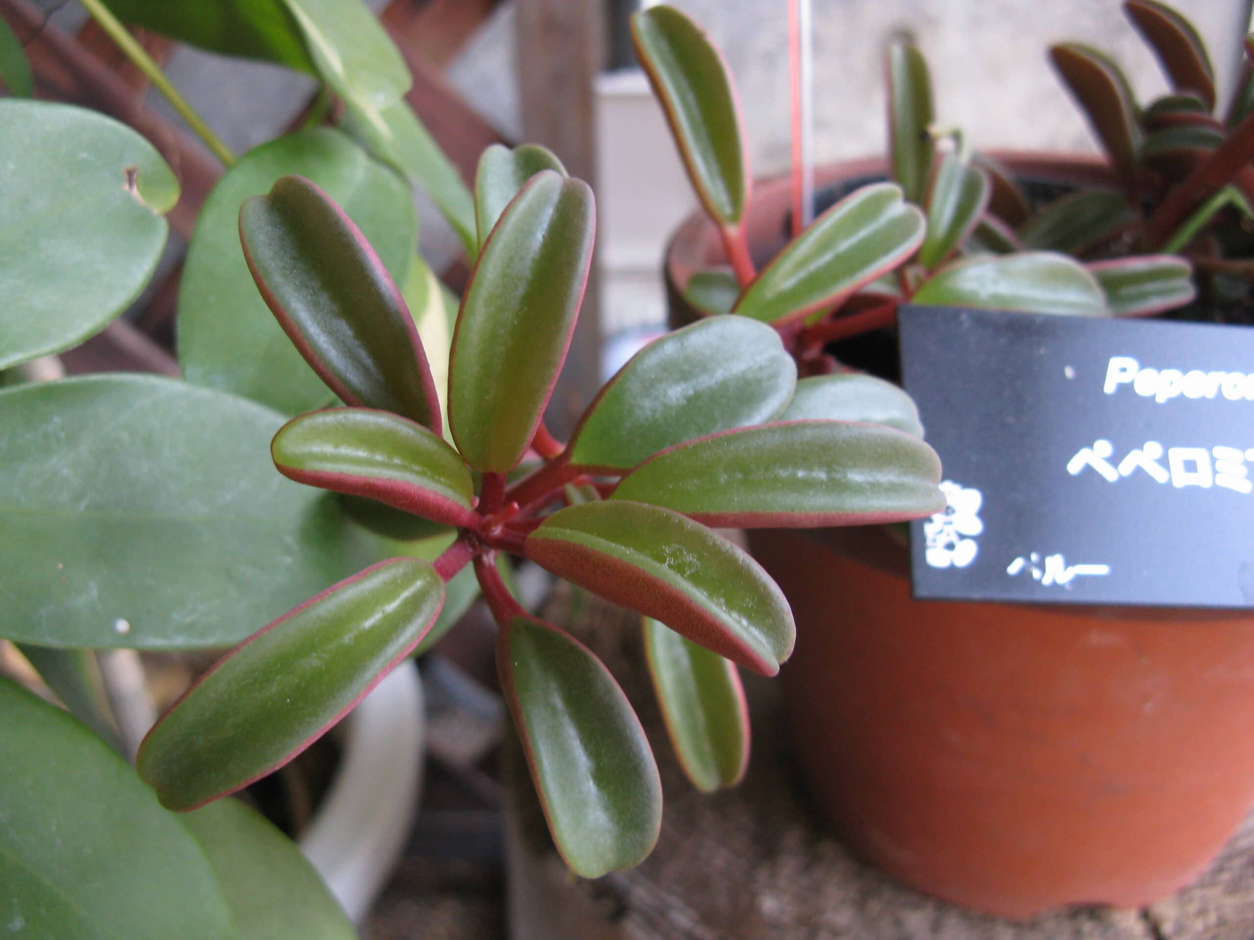 Peperomia graveolens 2