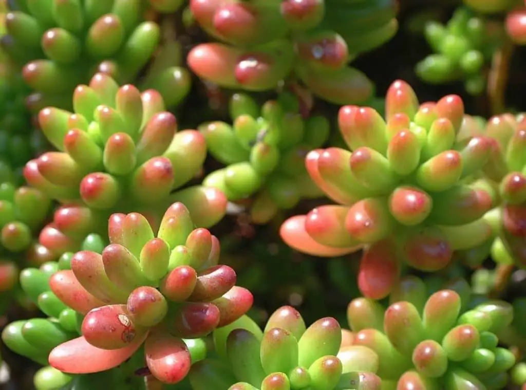 How To Induce Variegation In Succulents