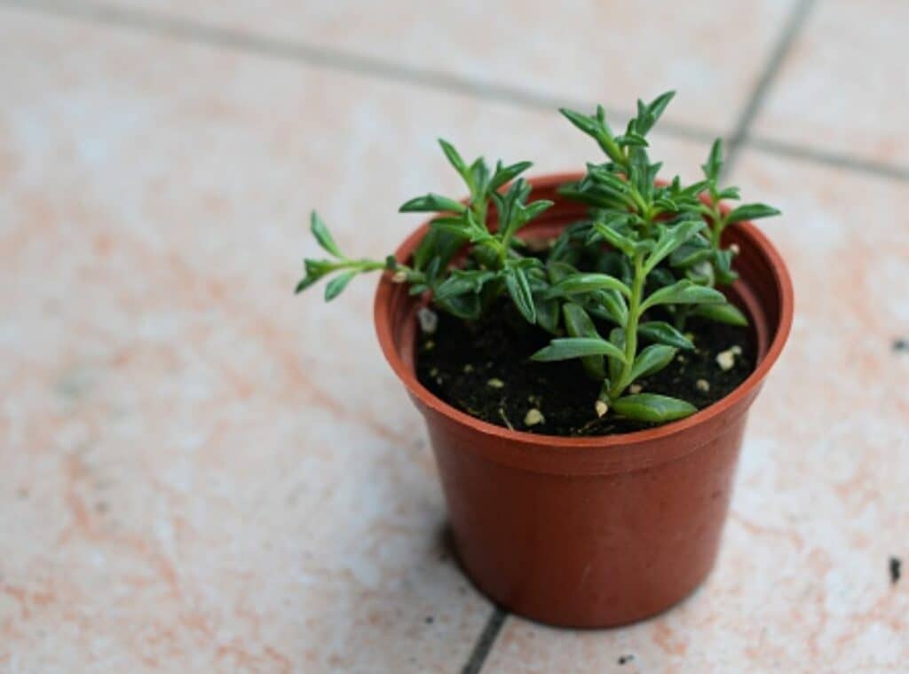 String of dolphin plant