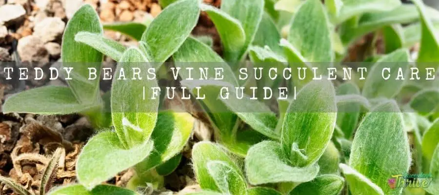 Teddy bears vine succulent care