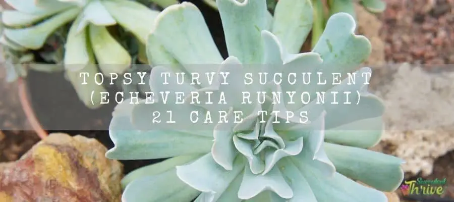 Topsy Turvy Succulent (Echeveria Runyonii) 21 Care Tips