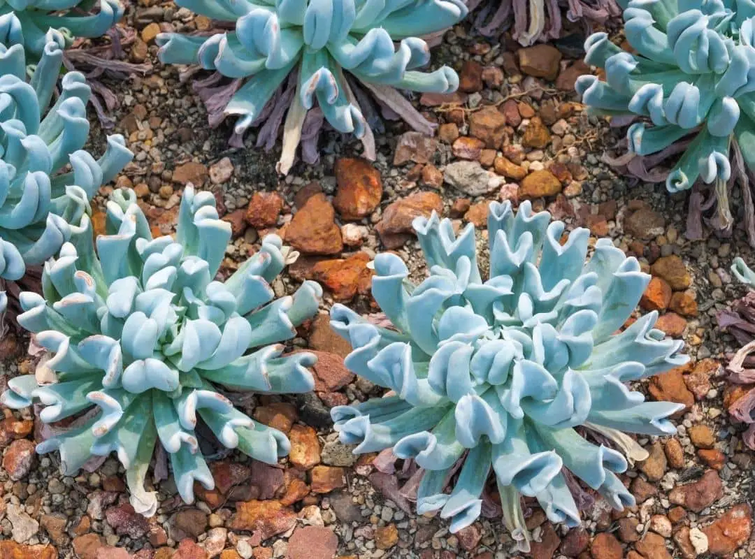 Topsy Turvy Succulent