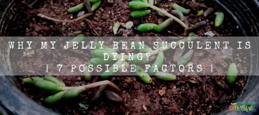 Why My Jelly Bean Succulent Is Dying