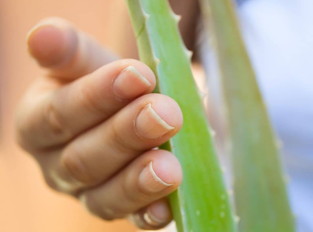 Aloe mites