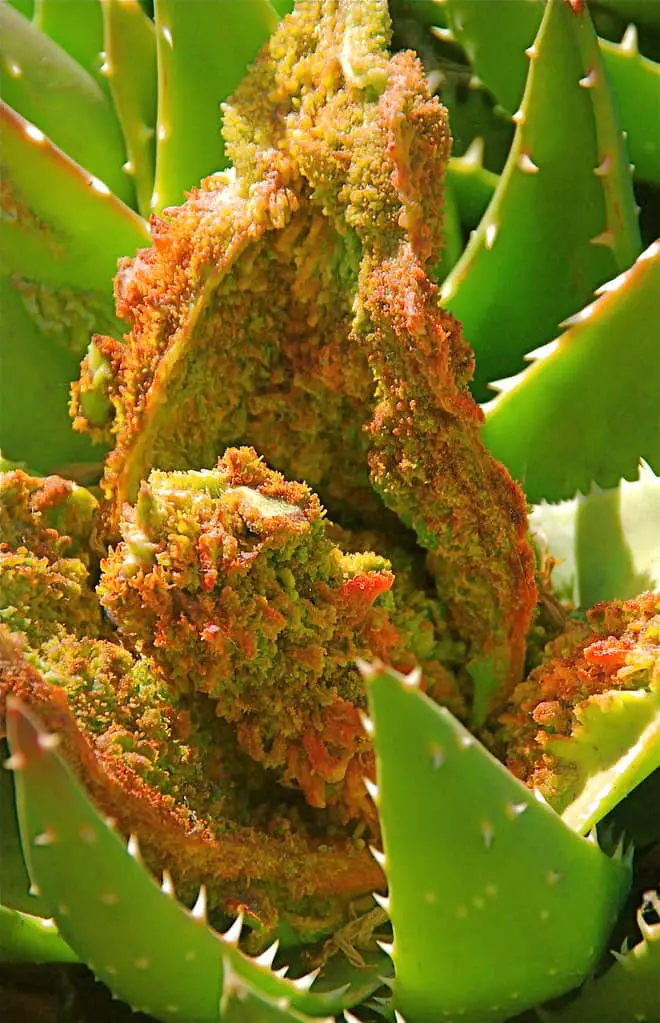 aloe mites 4