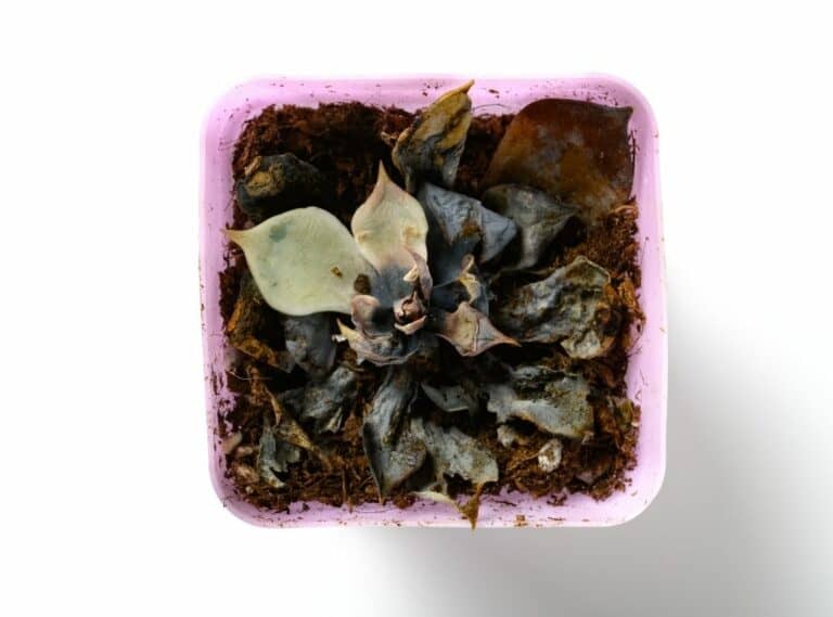 Brown Spots On Succulents Reasons And Prevention Methods Succulent