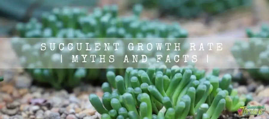 succulent growth rate