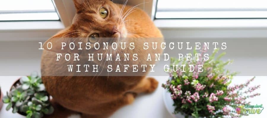 10 Poisonous Succulents For Humans And Pets With Safety Guide 1