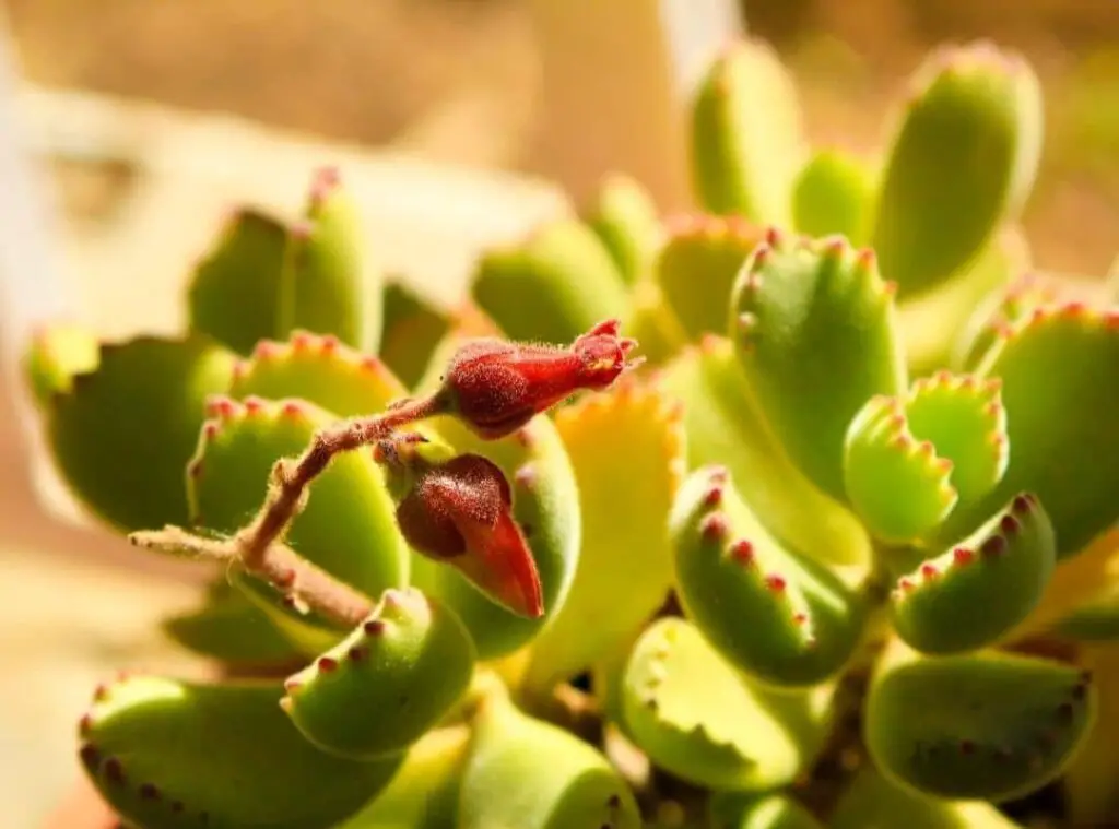 Cotyledon Tomentosa 1