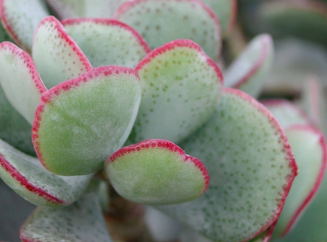 10 Poisonous Succulents For Humans And Pets With Safety Guide