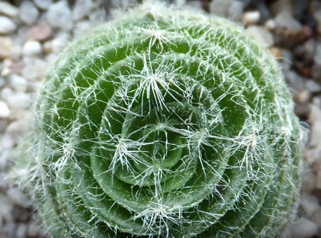 Crassula Barbata 1