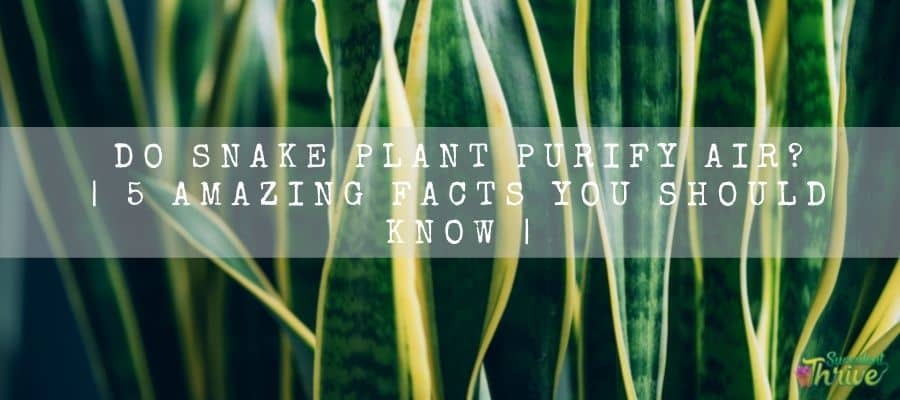 Do Snake Plant Purify Air 5 Amazing Facts You Should Know (1)