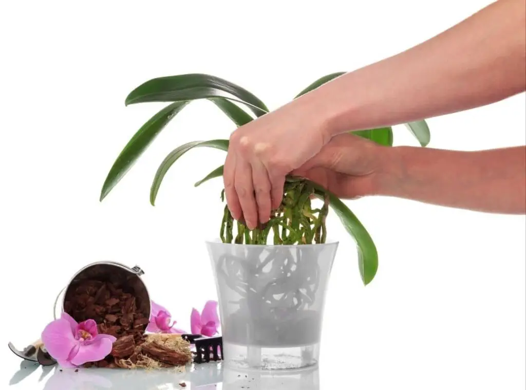 Do Orchids Outgrow Their Pots? Easy 11 Step Orchid