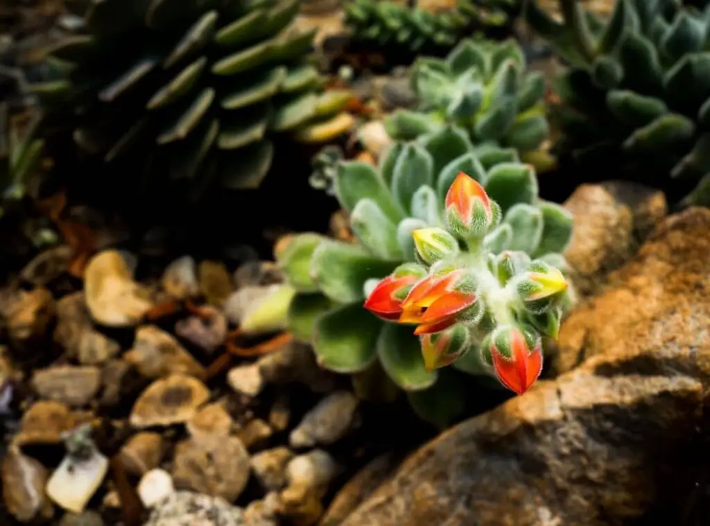 Echeveria Doris Taylor