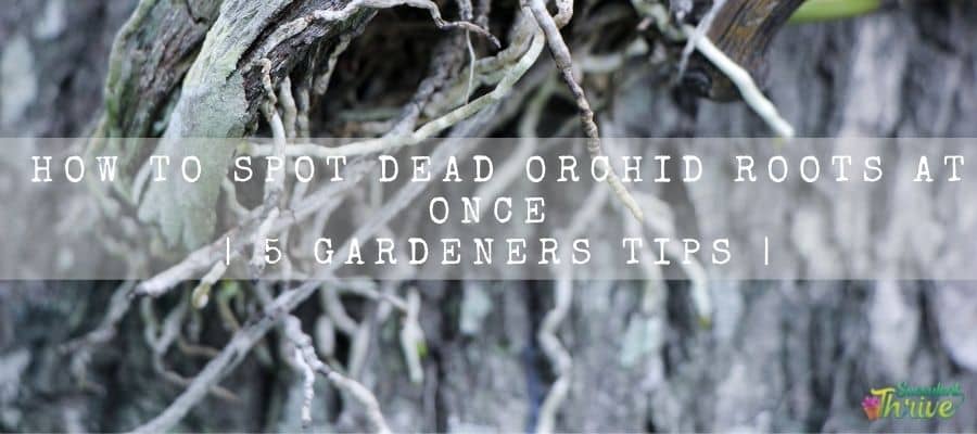 How To Spot Dead Orchid Roots