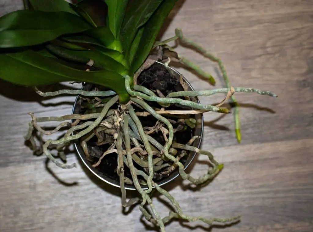 dead orchid roots