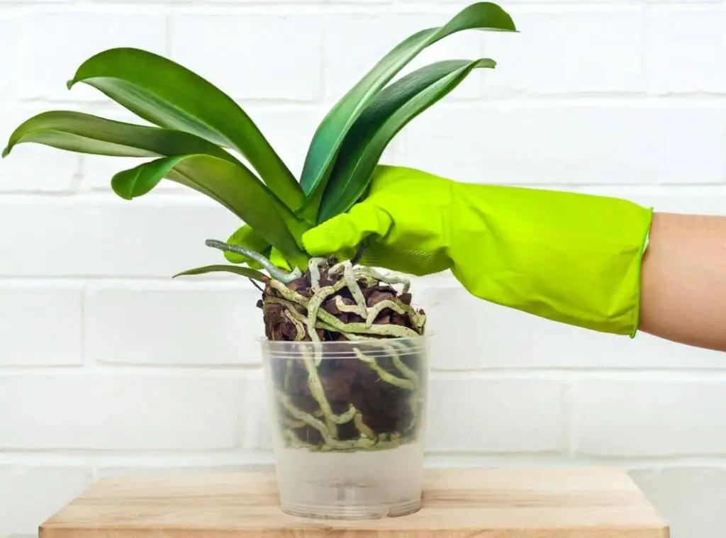 How To Spot Dead Orchid Roots At Once5 1