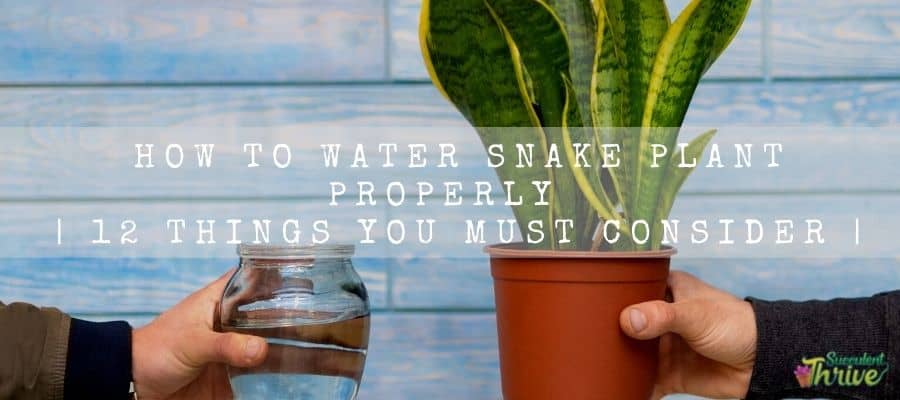 How to water Snake plant properly 12 things you must consider