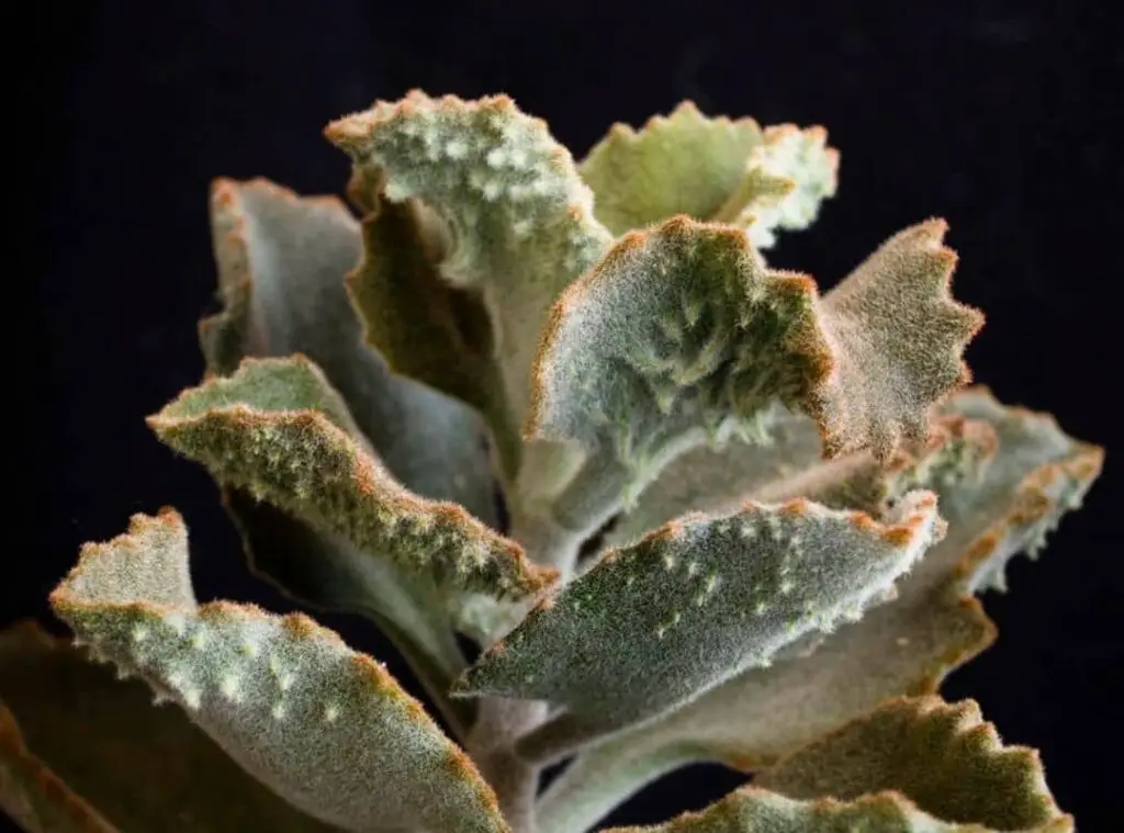 Kalanchoe Beharensis ‘Fang 1