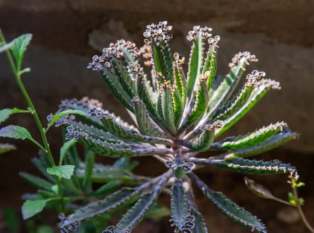 10 Poisonous Succulents For Humans And Pets With Safety Guide