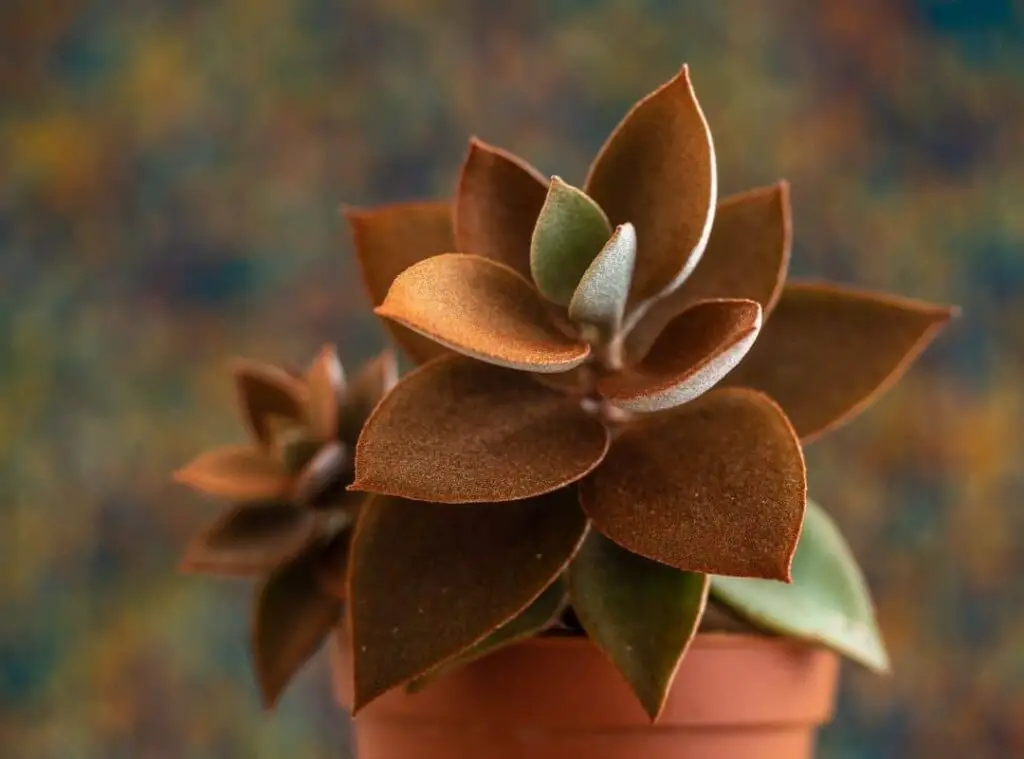 Kalanchoe Orgyalis Copper Spoons