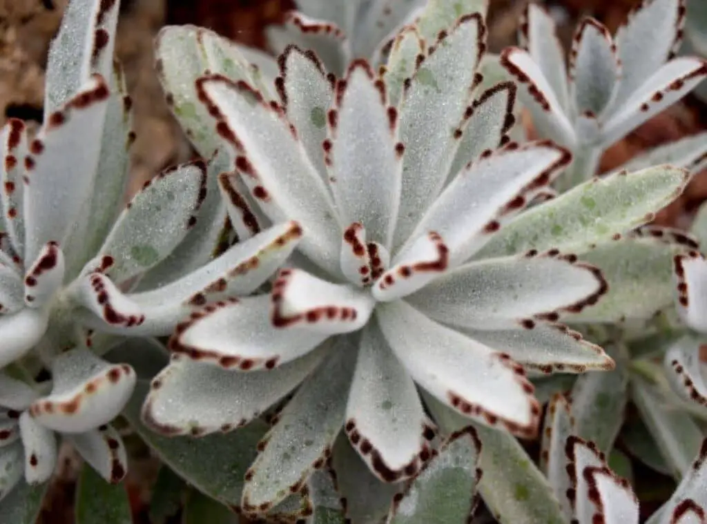 10 Poisonous Succulents For Humans And Pets With Safety Guide