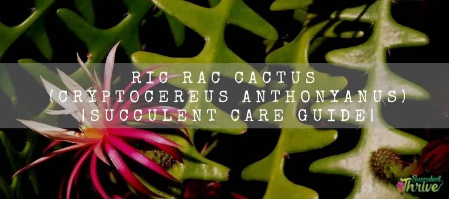 Ric Rac Cactus (Cryptocereus Anthonyanus) Succulent Care Guide