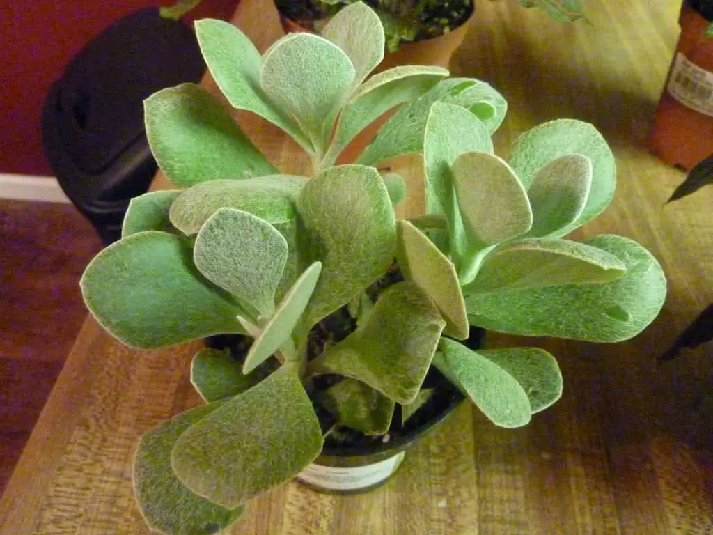 Senecio Medley Woodii