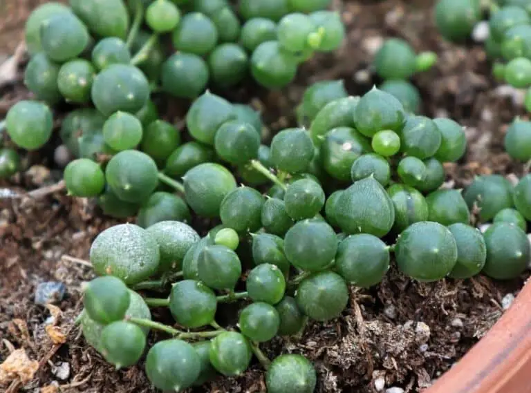 10 Poisonous Succulents For Humans And Pets With Safety Guide