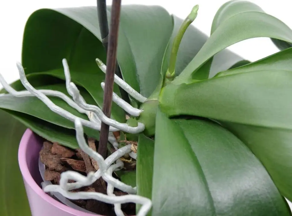 orchid roots