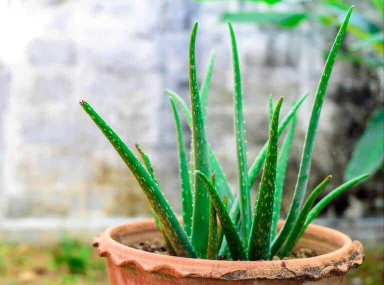 10 Poisonous Succulents For Humans And Pets With Safety