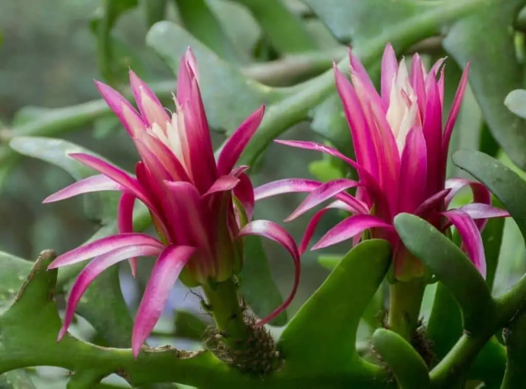 Ric Rac Cactus (Cryptocereus Anthonyanus) Succulent Care Guide