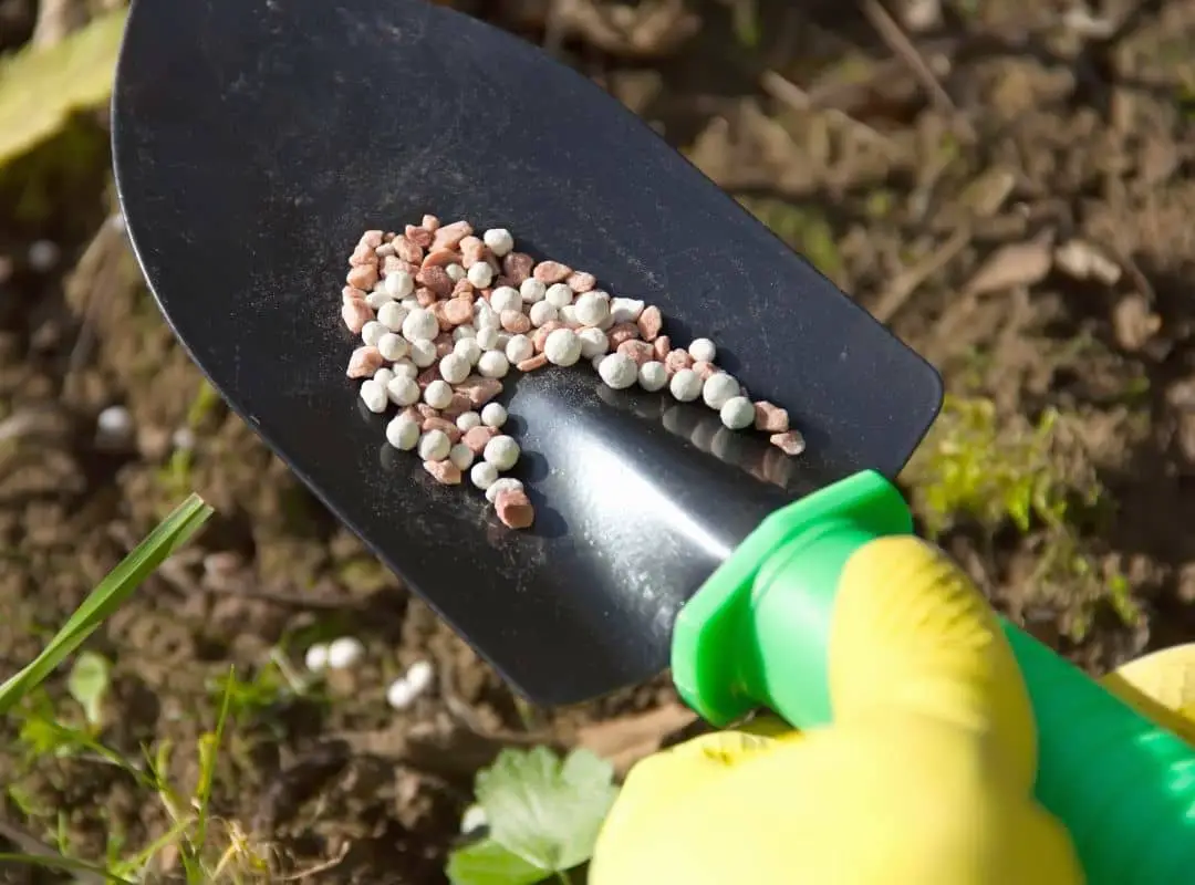 How To Fertilize Snake Plants? 12 Unique Tips For You