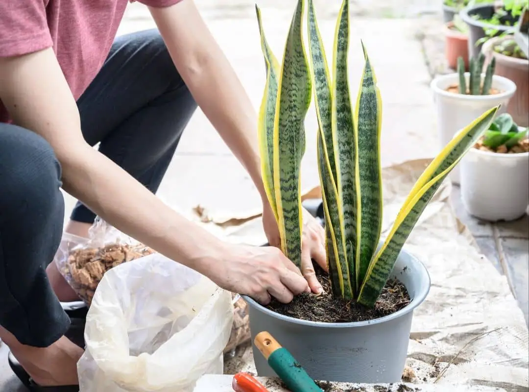 Why Are Snake Plant Leaves Falling Over? | With 4 Important Solutions