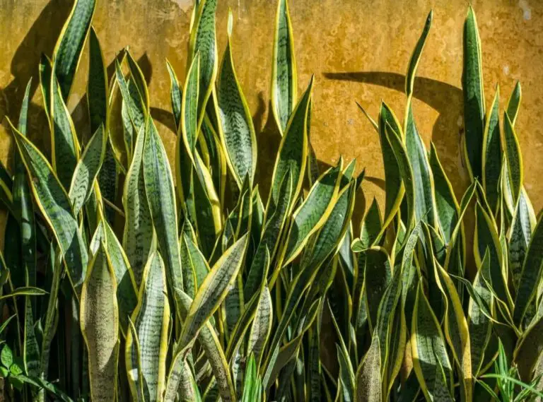 why-are-my-snake-plant-leaves-curling-8-useful-reasons-succulent-thrive