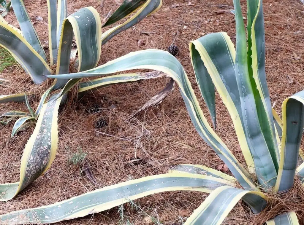 snake plant fertilizer