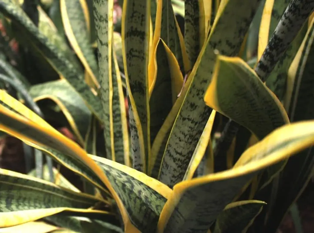 Toxic snake plant